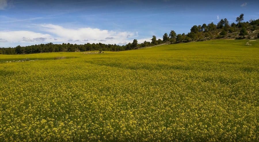 Camelina Solutions SL